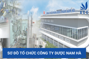 Sơ đồ tổ chức công ty Dược Nam Hà