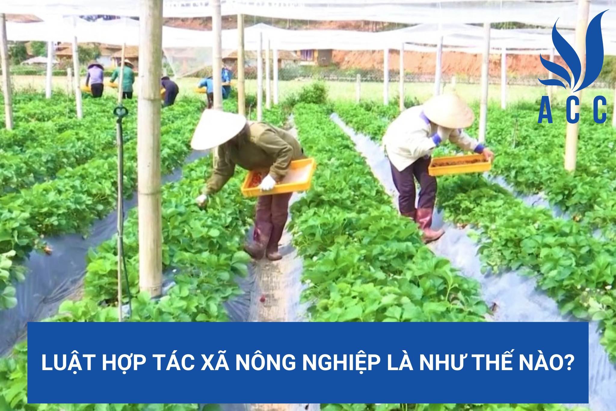 Luật hợp tác xã nông nghiệp là như thế nào?