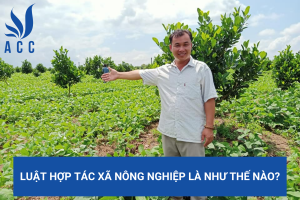 Luật hợp tác xã nông nghiệp là như thế nào?