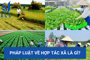 Pháp luật về hợp tác xã là gì?